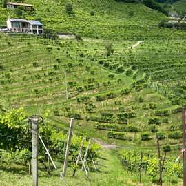 Tour panorâmico de degustação de Prosecco saindo de Pádua