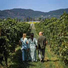 Visita guiada ao azeite e ao vinho a partir de Pádua