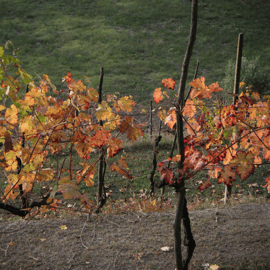 Vénétie : excursion et dégustation d’Amarone