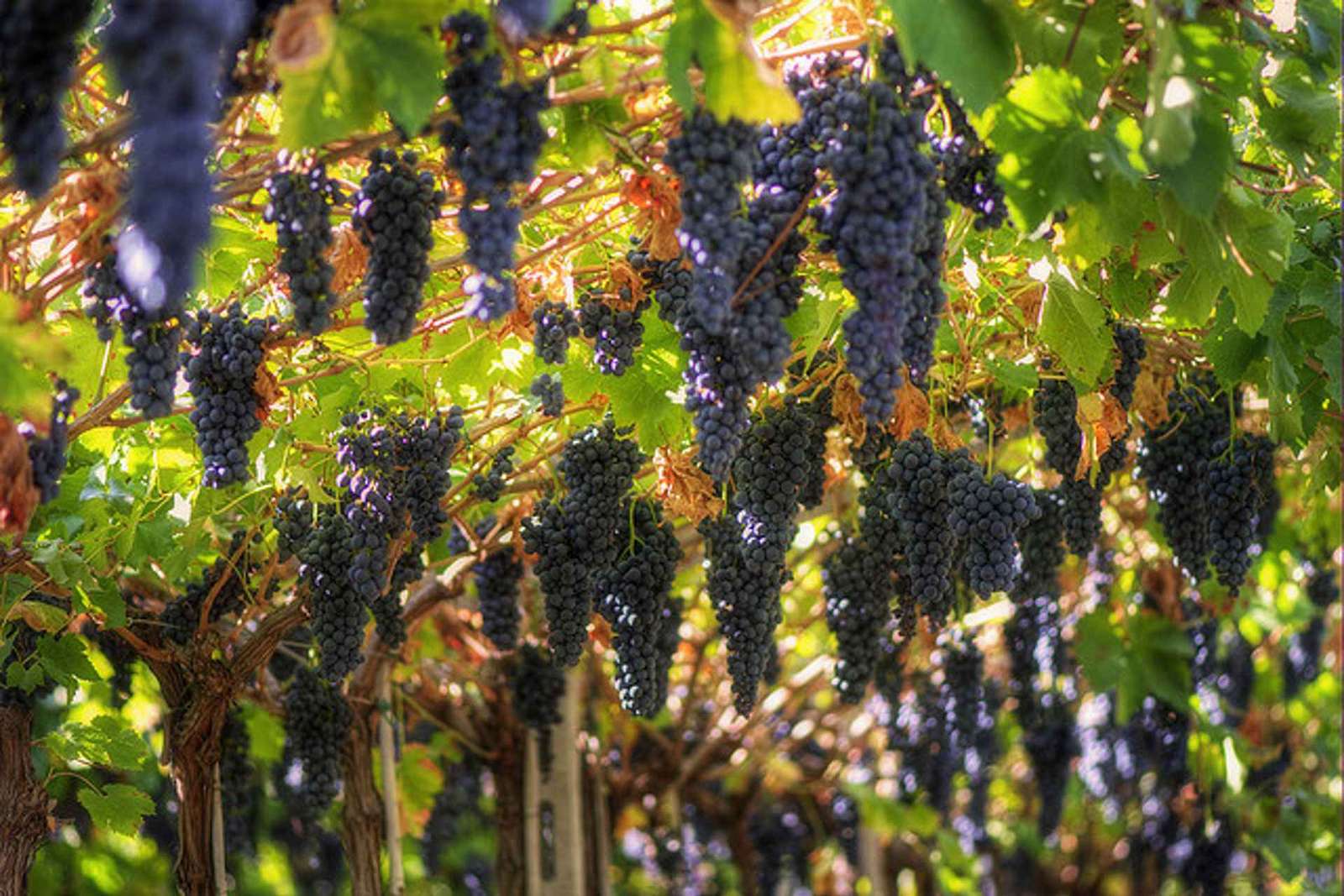 Vénétie : excursion et dégustation d’Amarone