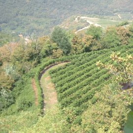 Vénétie : excursion et dégustation d’Amarone