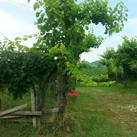 Ab Venedig oder Padua: 8-stündige Prosecco-Weinprobe-Tour