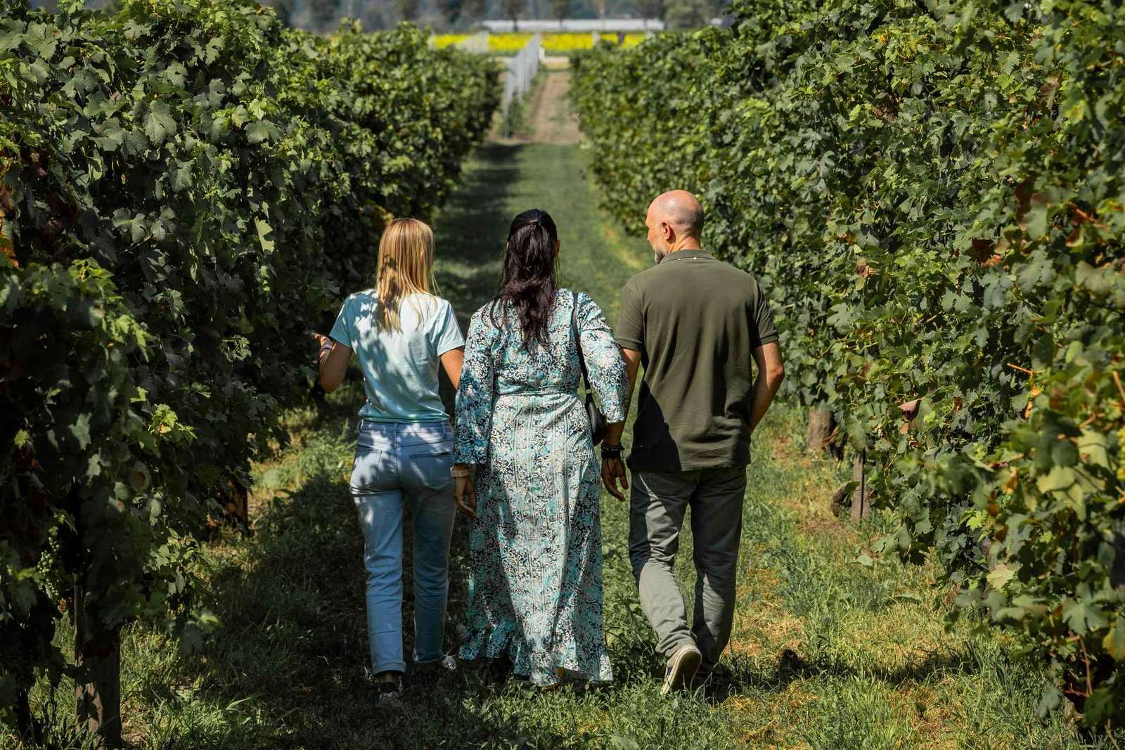 Visita guiada ao azeite e ao vinho a partir de Pádua