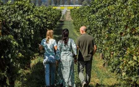 Tour guidato dell'olio d'oliva e del vino da Padova