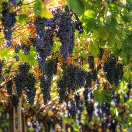 Vénétie : excursion et dégustation d’Amarone