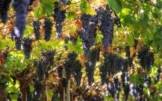 Amarone Wine Tour & Tasting from Venice, Padua or Verona